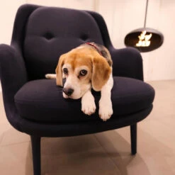 Cocoon Fires AERIS Ethanolkamin Deckenmontage Schwarz -Derofenfuchs Verkäufe ethanolkamin aeris web1 1280x1280